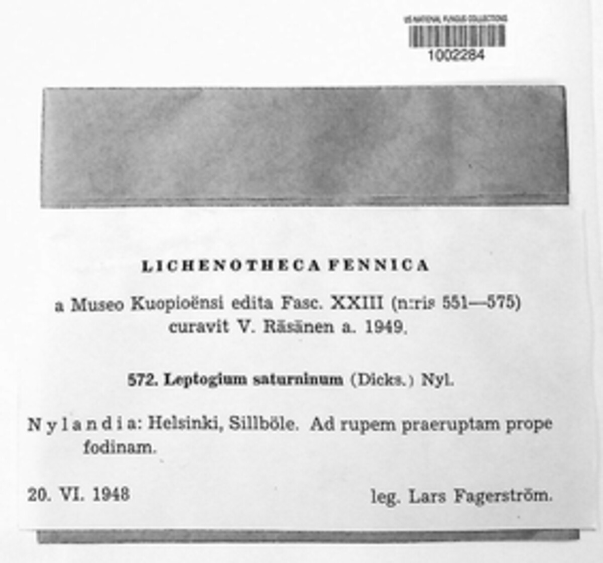 Leptogium saturninum image